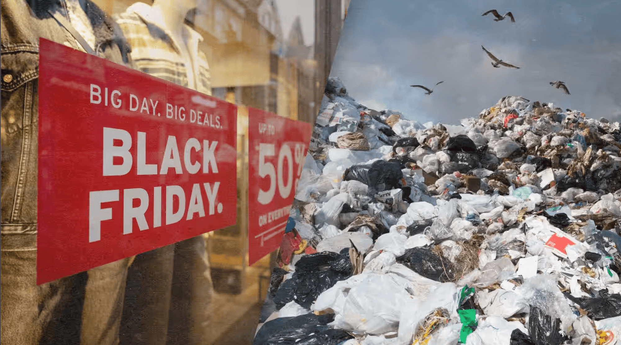 black friday rooted living