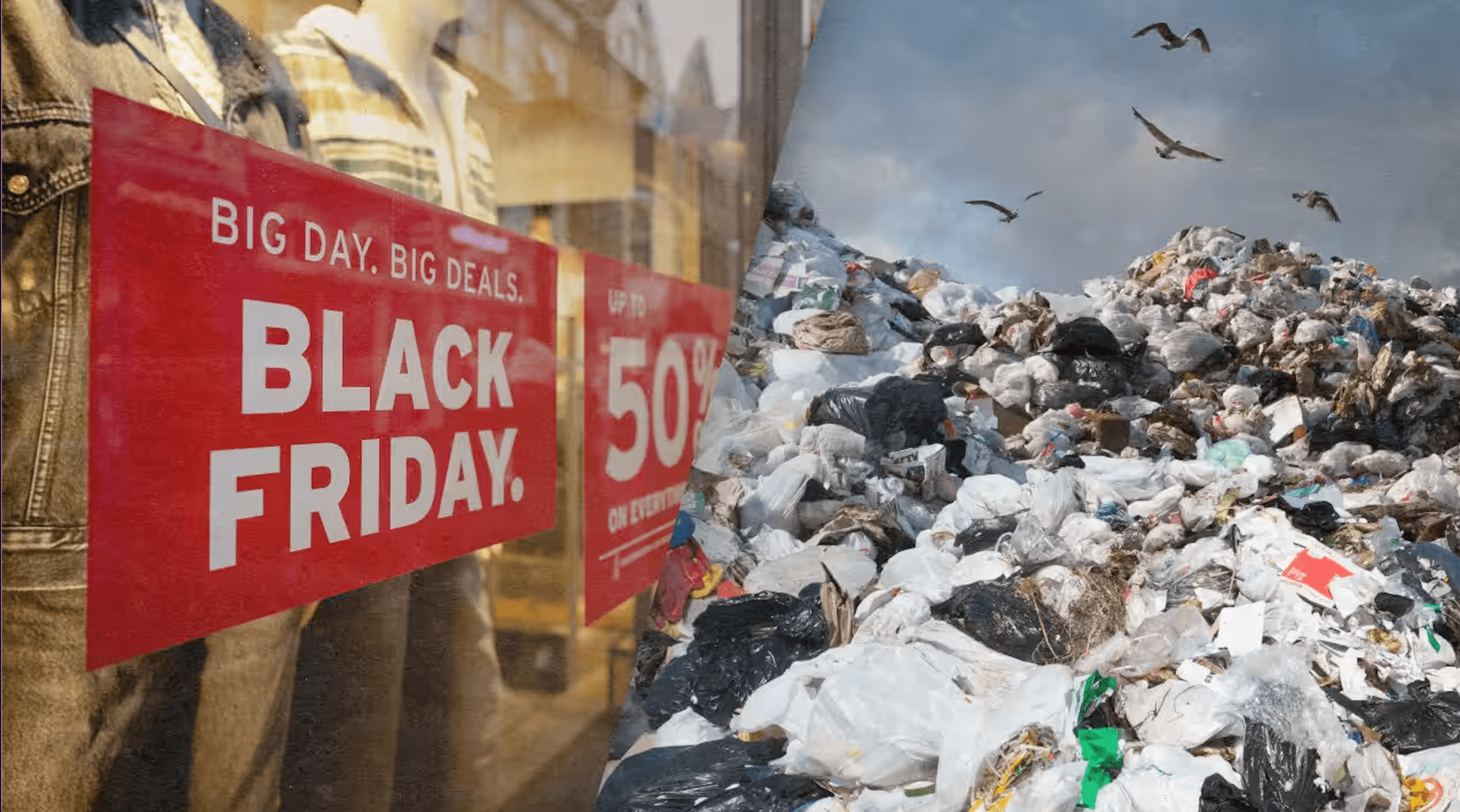 black friday rooted living